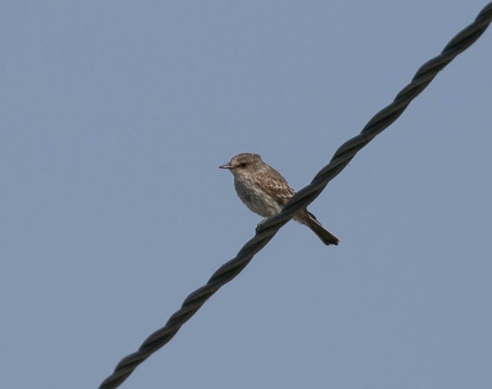 Mosquero Cardenal - ML638470740