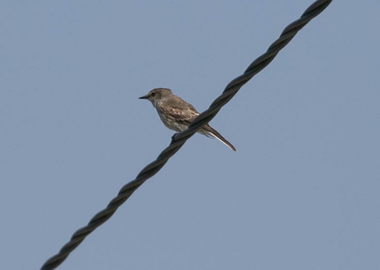 Mosquero Cardenal - ML638470741
