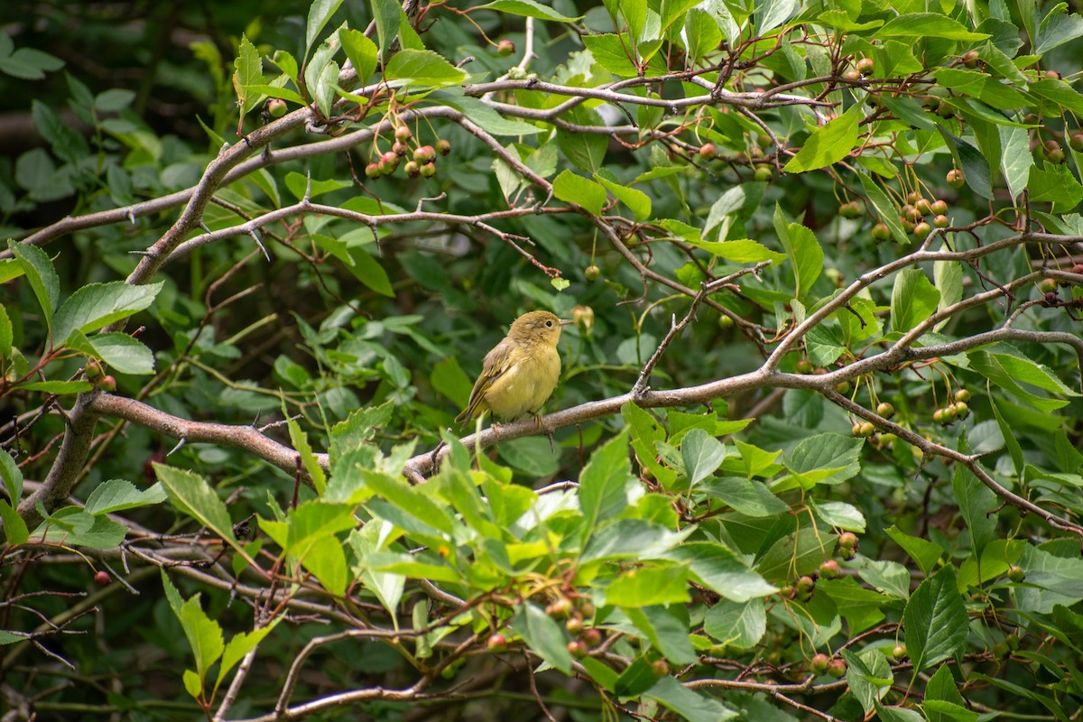Yellow Warbler (Northern) - ML638470749
