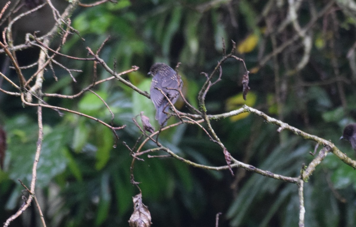Vieillot's Black Weaver - ML638470763