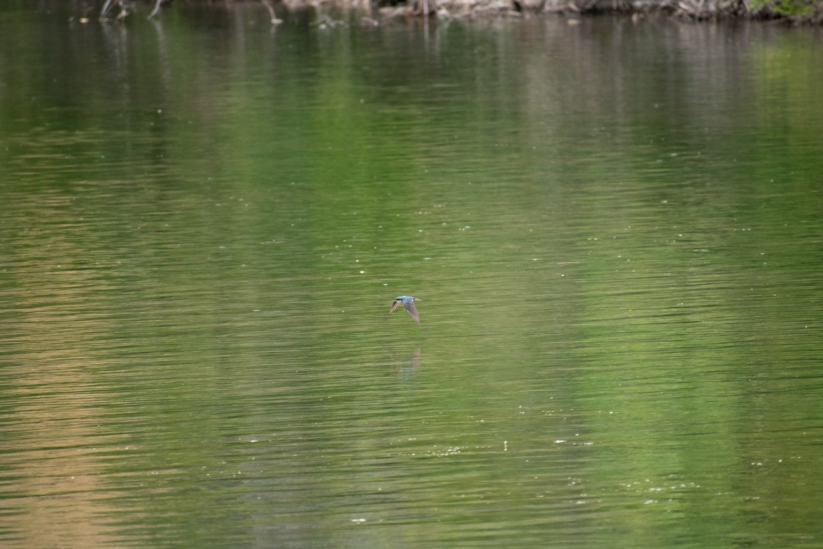 Tree Swallow - ML638470768