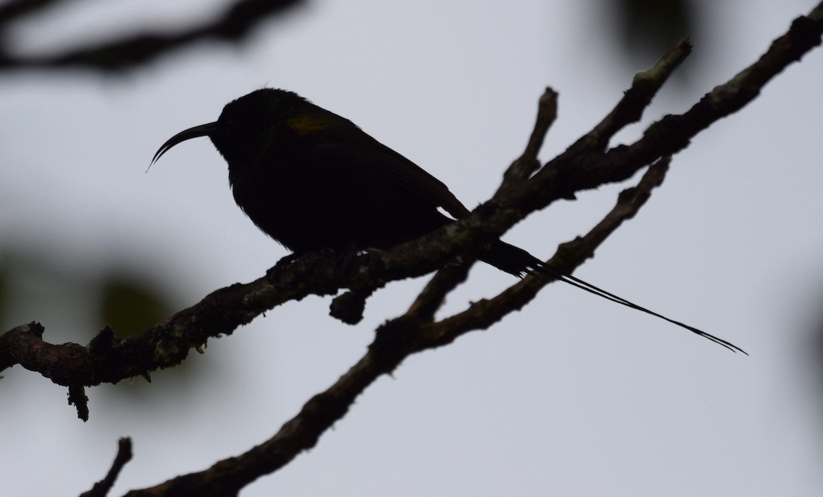Bronze Sunbird - ML638470797