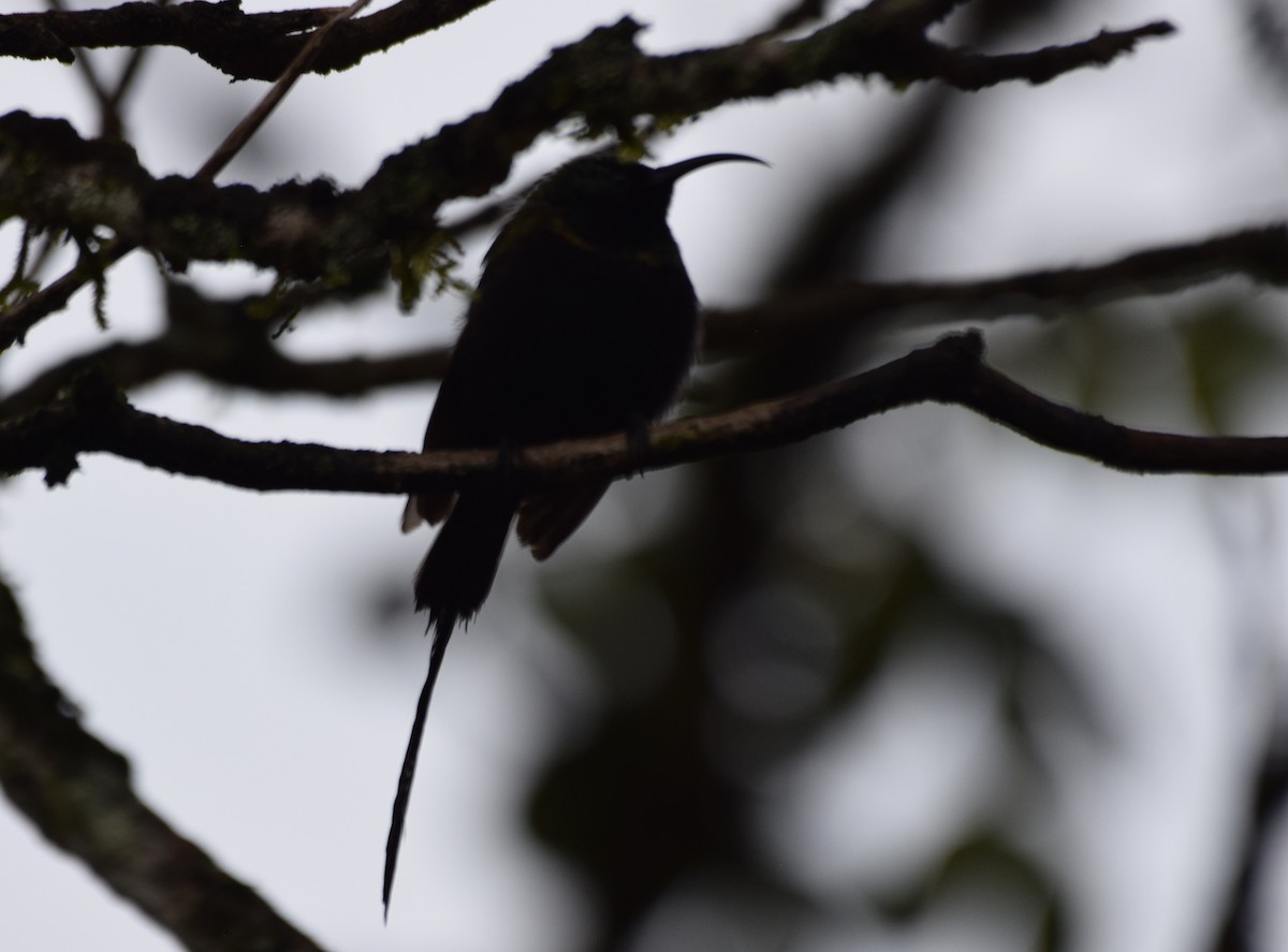 Bronze Sunbird - ML638470798