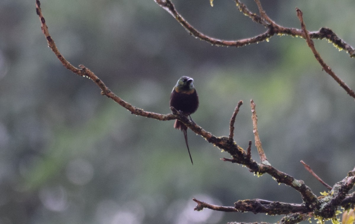 Bronze Sunbird - ML638470799