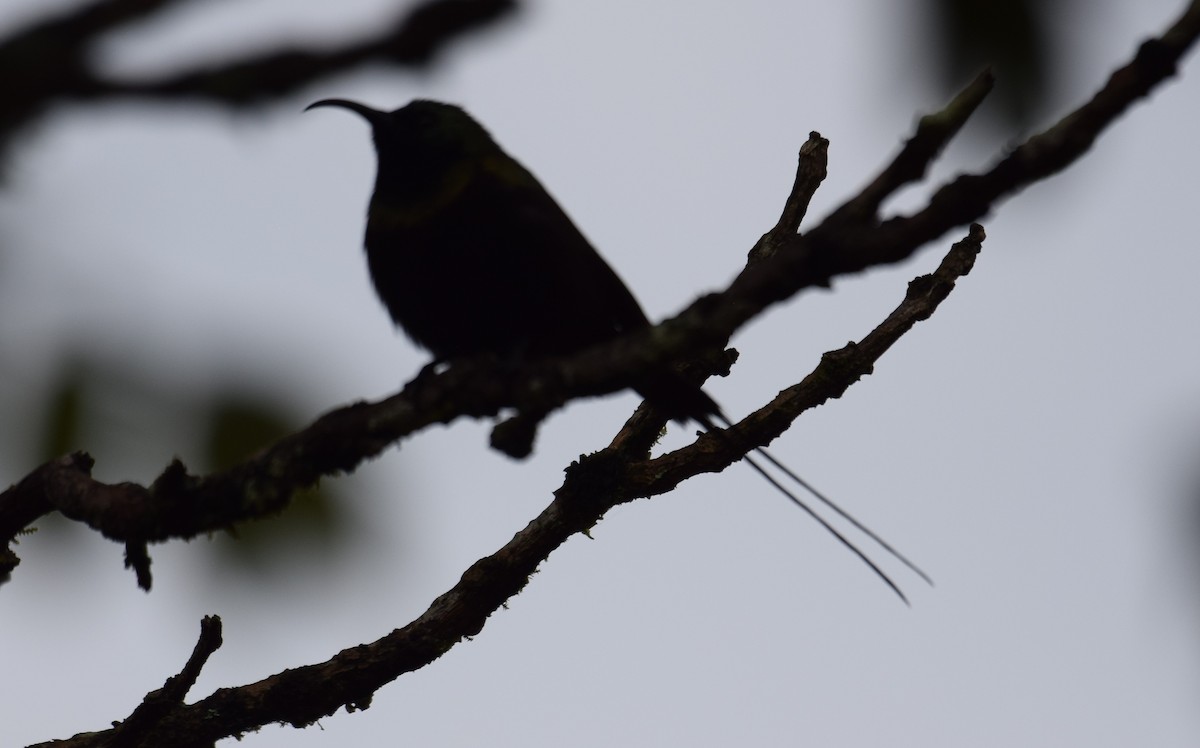 Bronze Sunbird - ML638470800