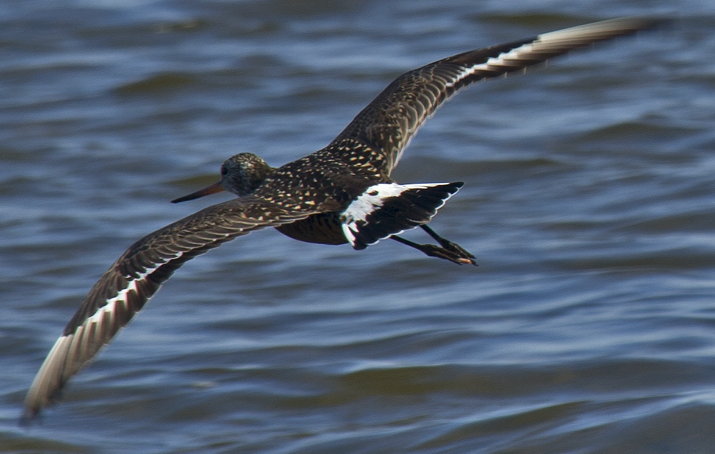 Hudsonian Godwit - ML638470825