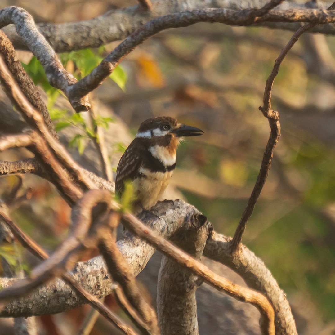 Russet-throated Puffbird - ML638470833