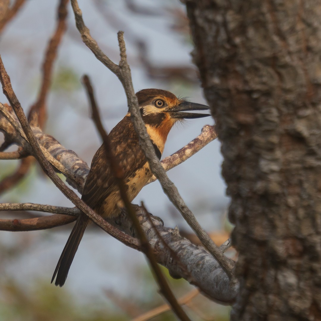 Russet-throated Puffbird - ML638470836