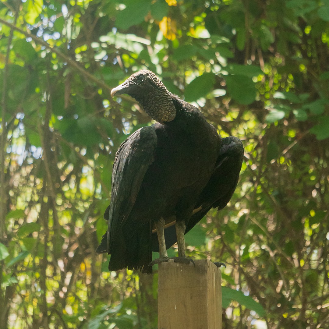 Black Vulture - ML638470848