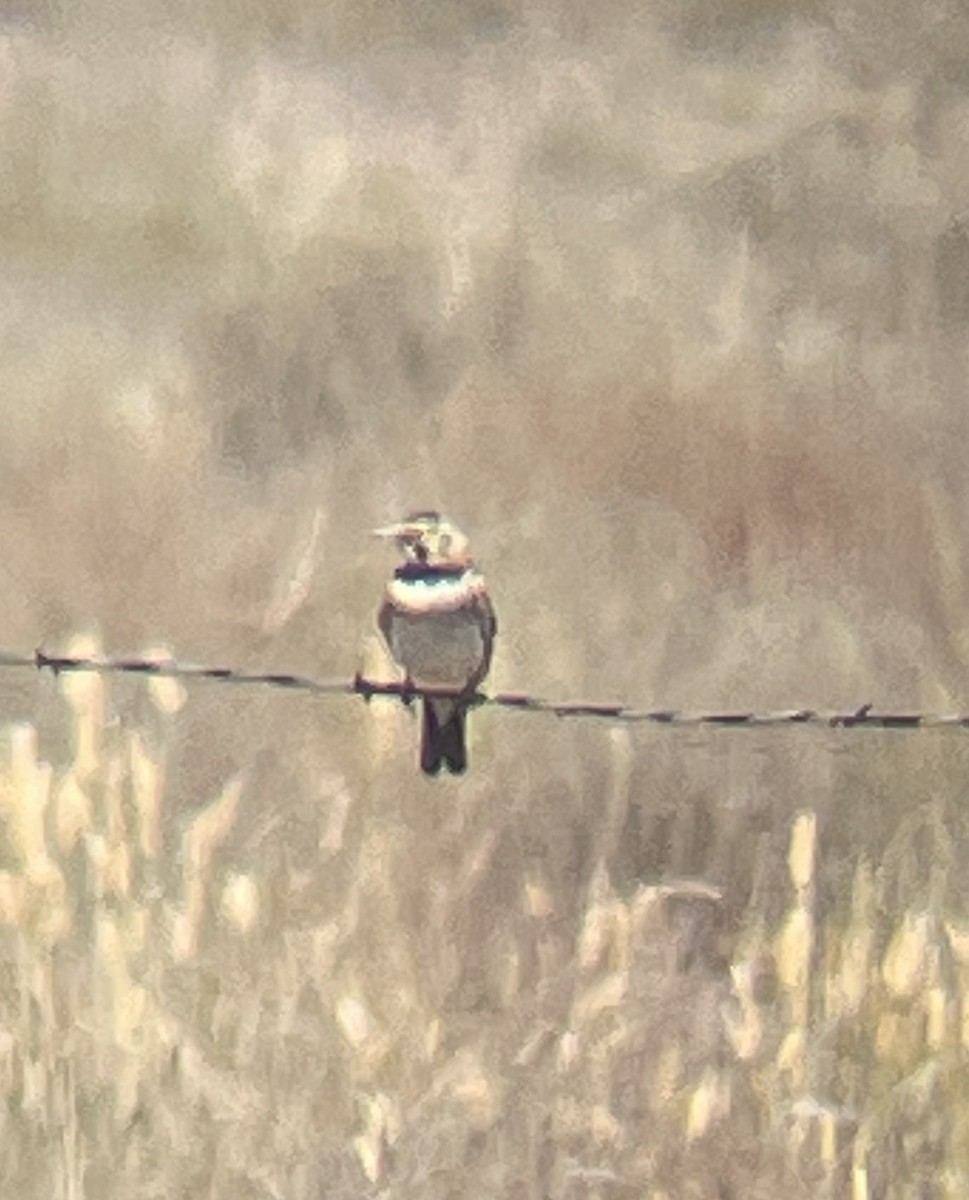 Horned Lark - ML638470852