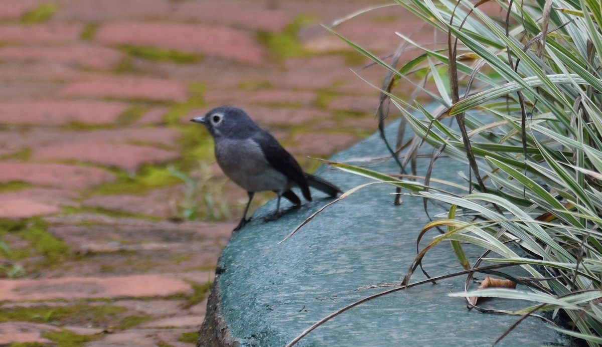 White-eyed Slaty-Flycatcher - ML638470881