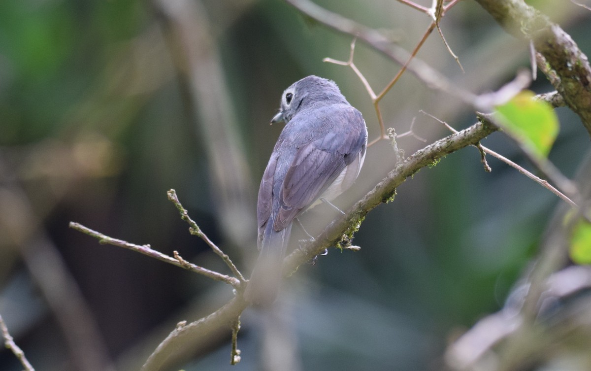 White-eyed Slaty-Flycatcher - ML638470882