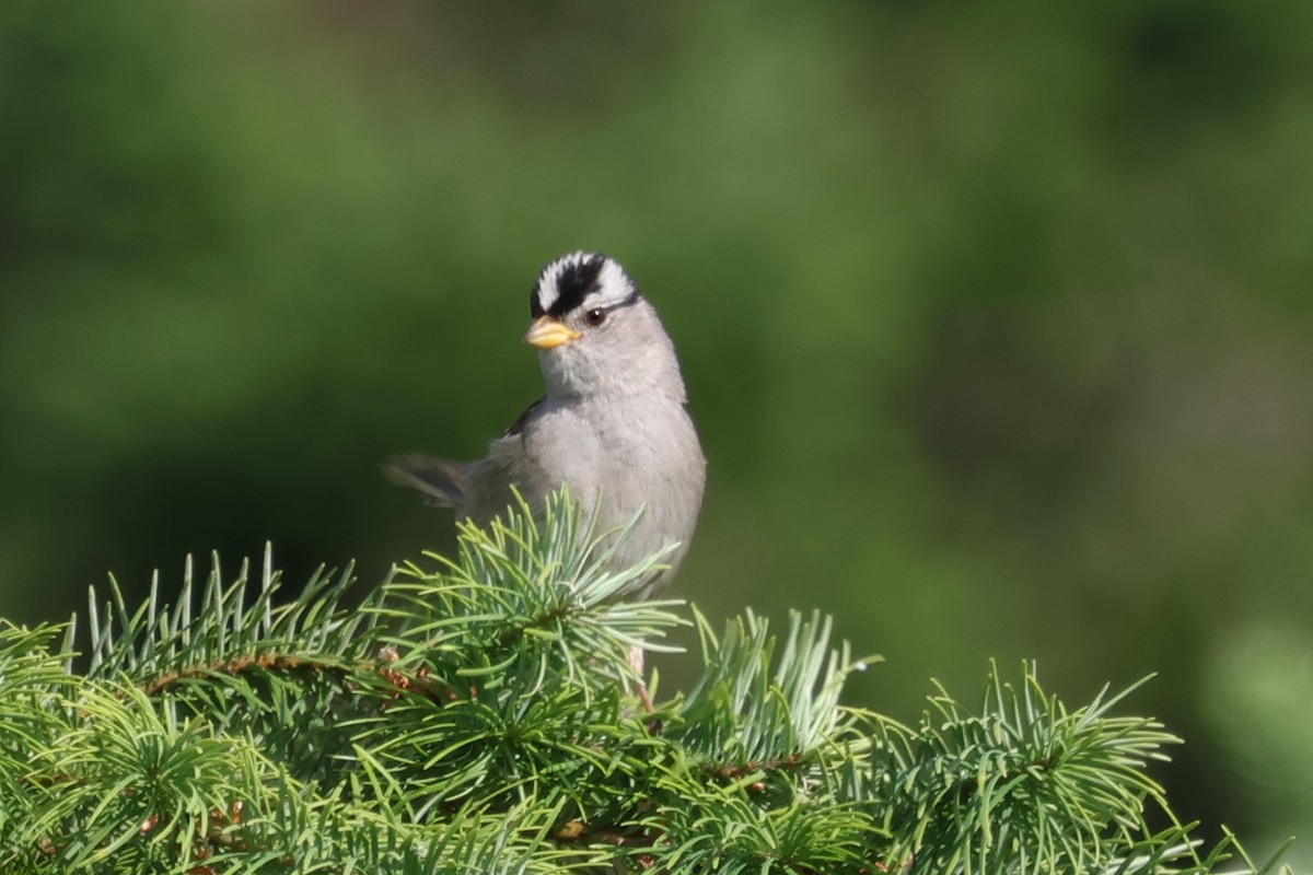 White-crowned Sparrow - ML638470894