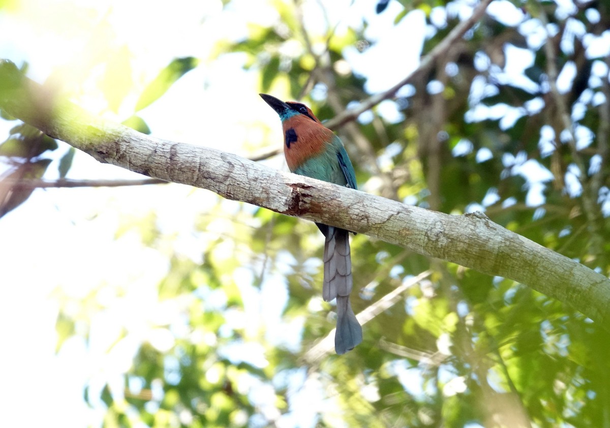 brednebbmotmot - ML638470911