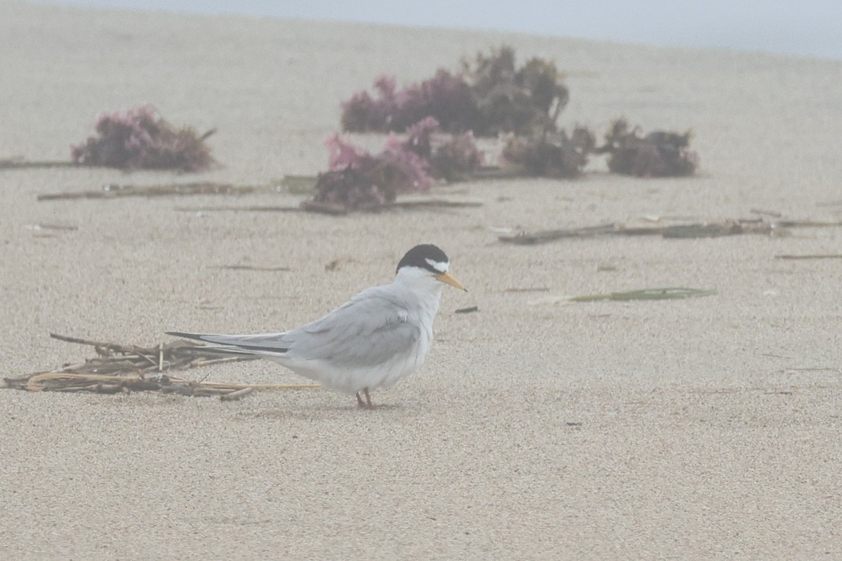 Least Tern - ML638470935