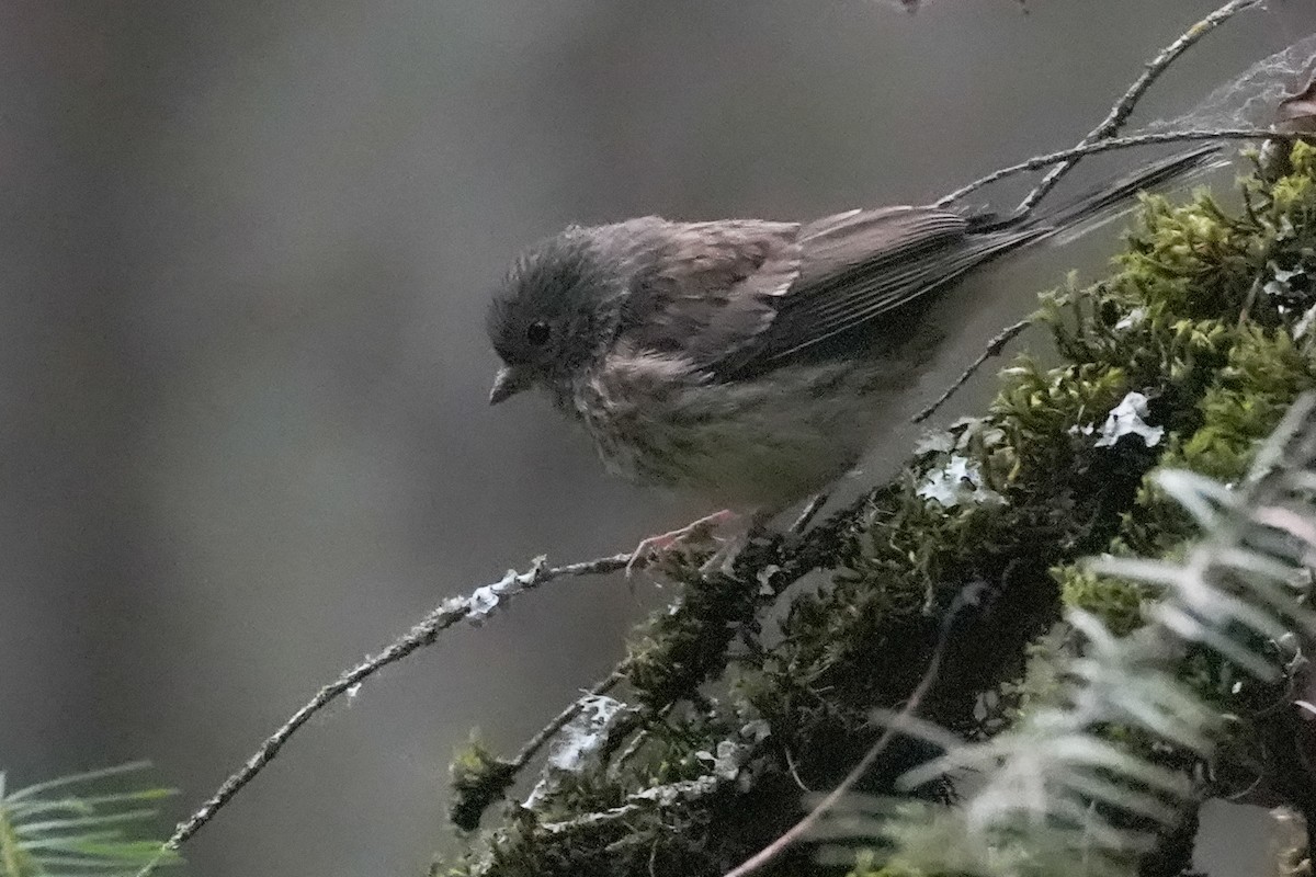 Dark-eyed Junco - ML638470983