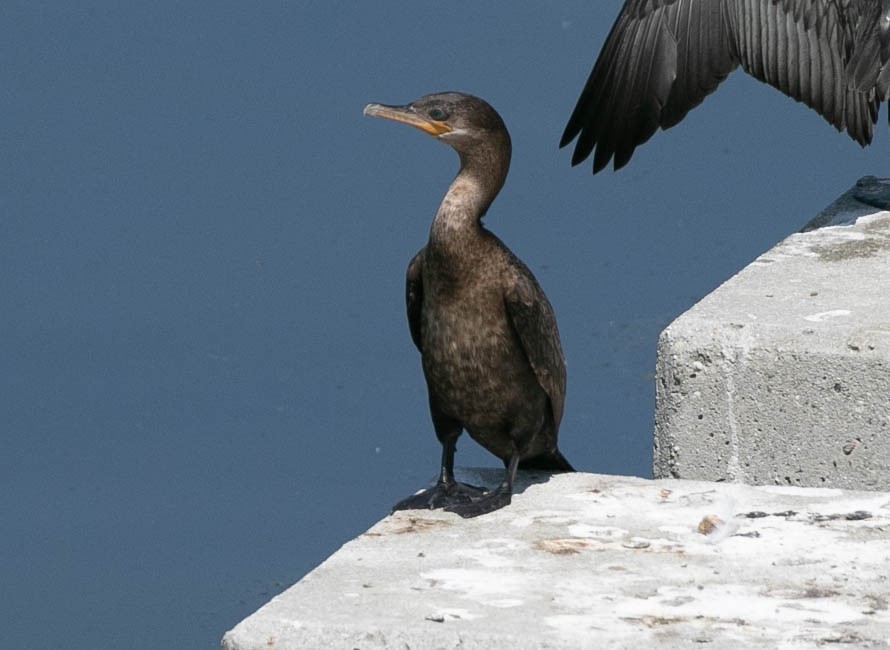 Cormorán Biguá - ML638471055