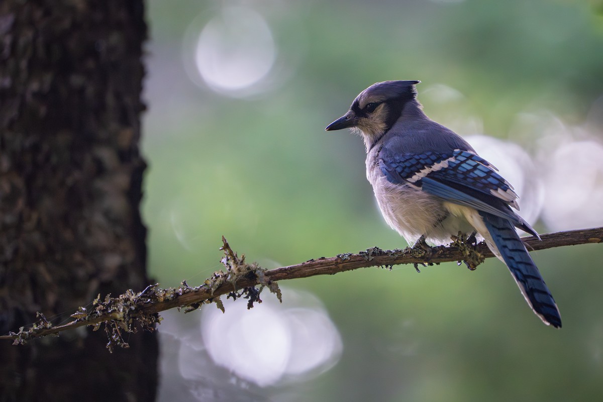 Blue Jay - ML638471081