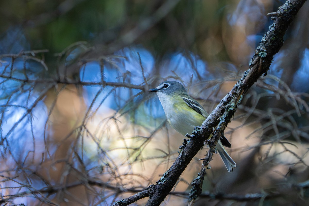 Mavi Başlı Vireo - ML638471084