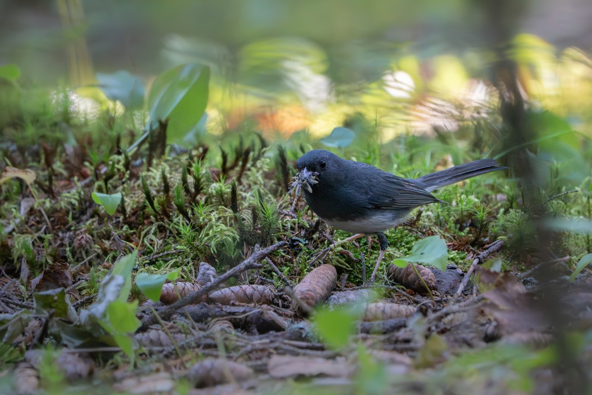 Dark-eyed Junco - ML638471103