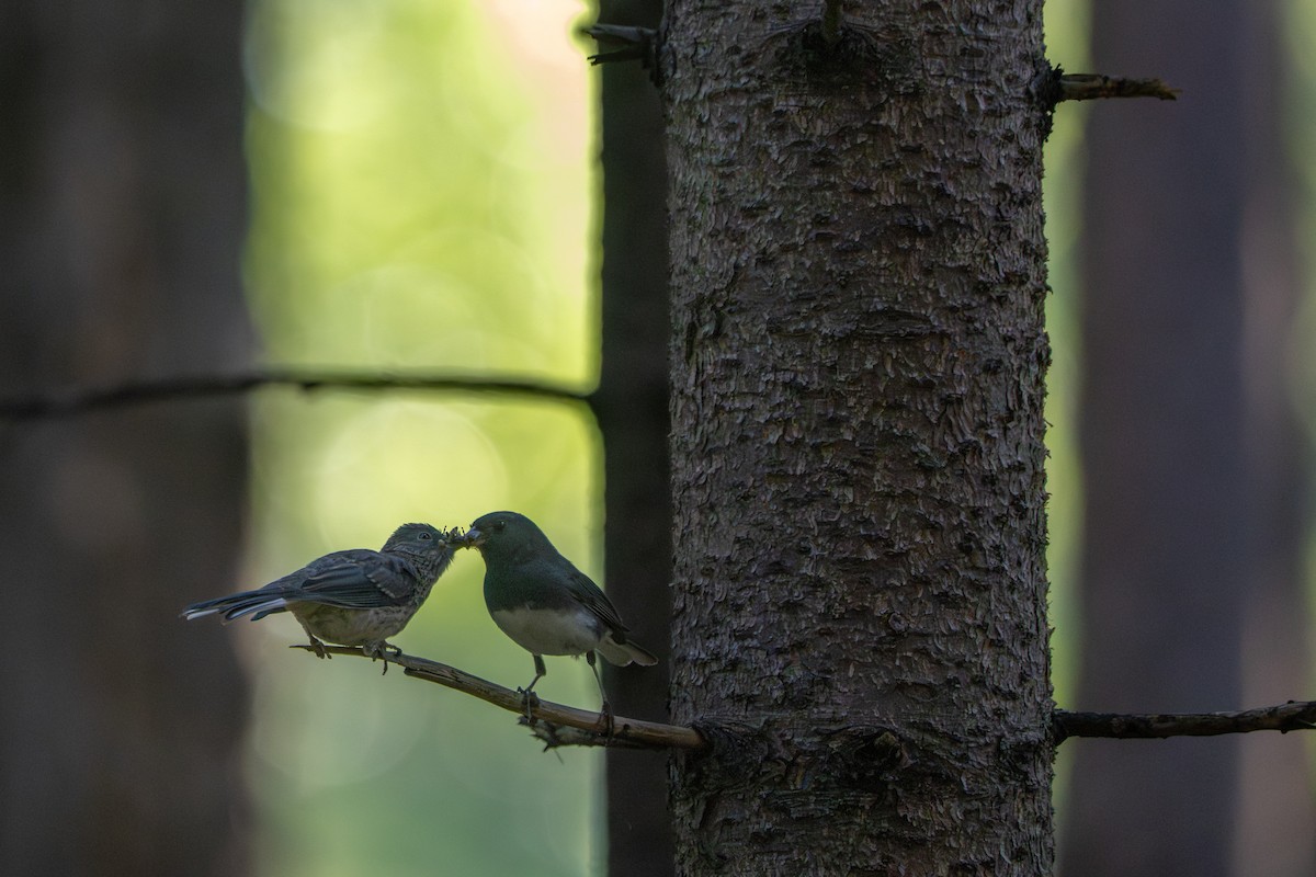 Dark-eyed Junco - ML638471104