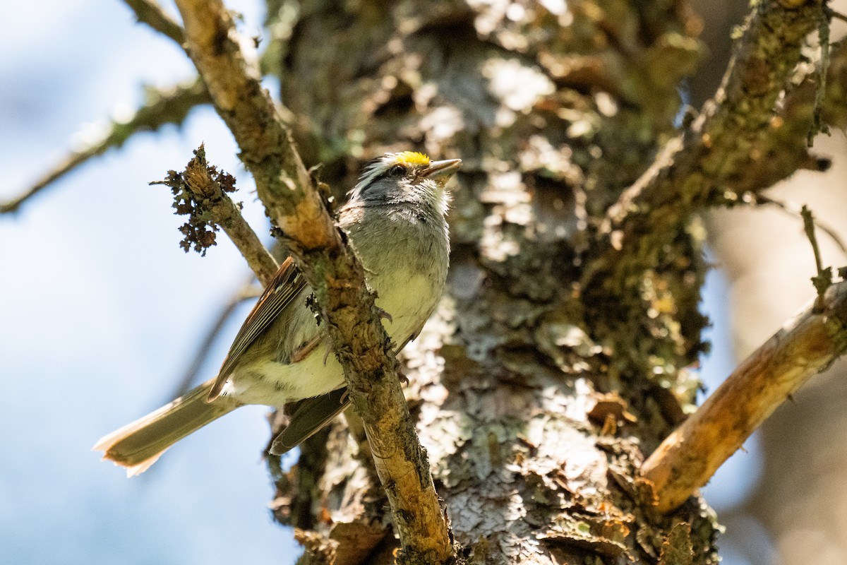 White-throated Sparrow - ML638471107