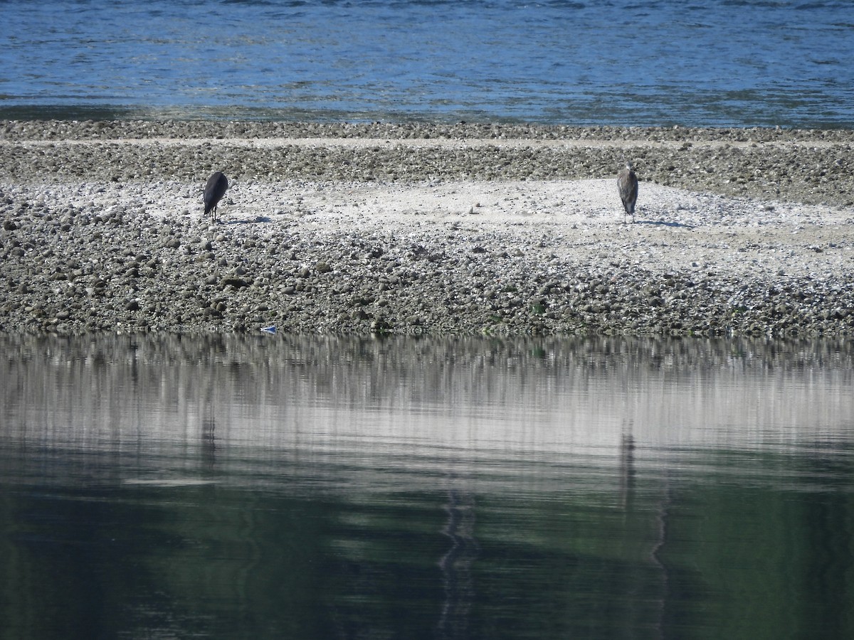 Great Blue Heron - ML638471117