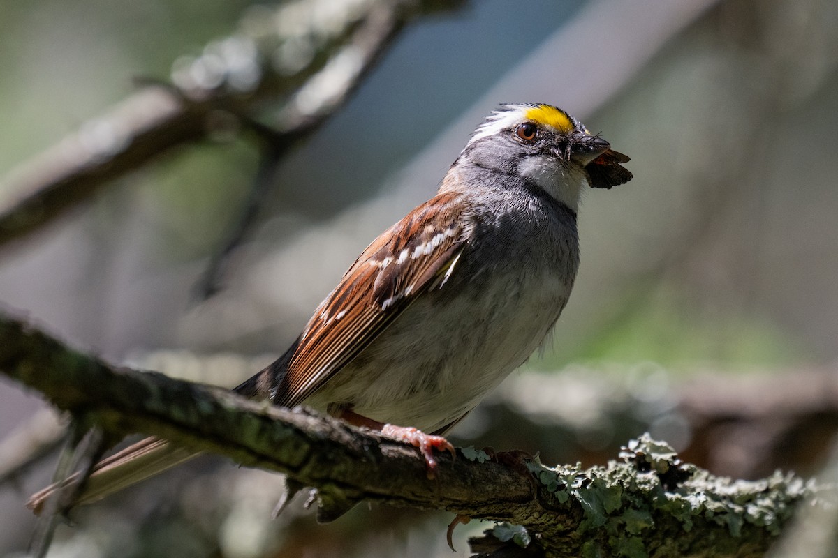 White-throated Sparrow - ML638471118