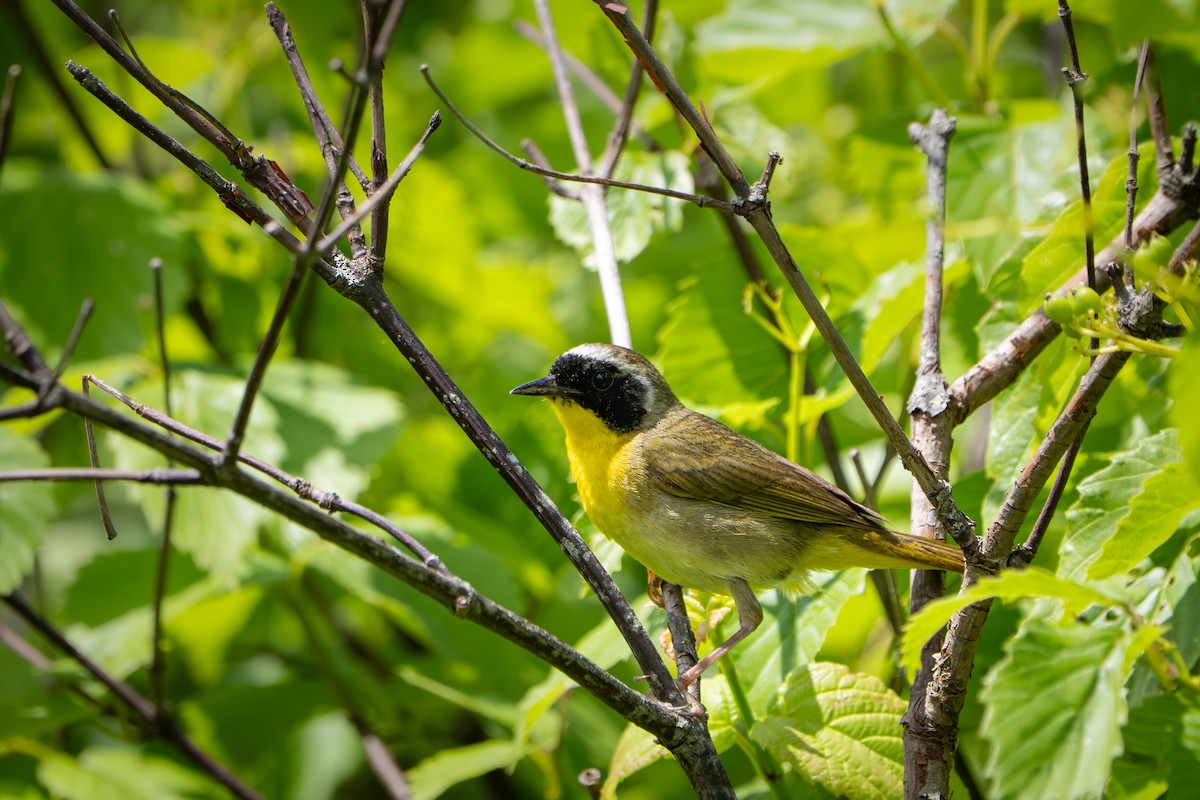 Common Yellowthroat - ML638471140