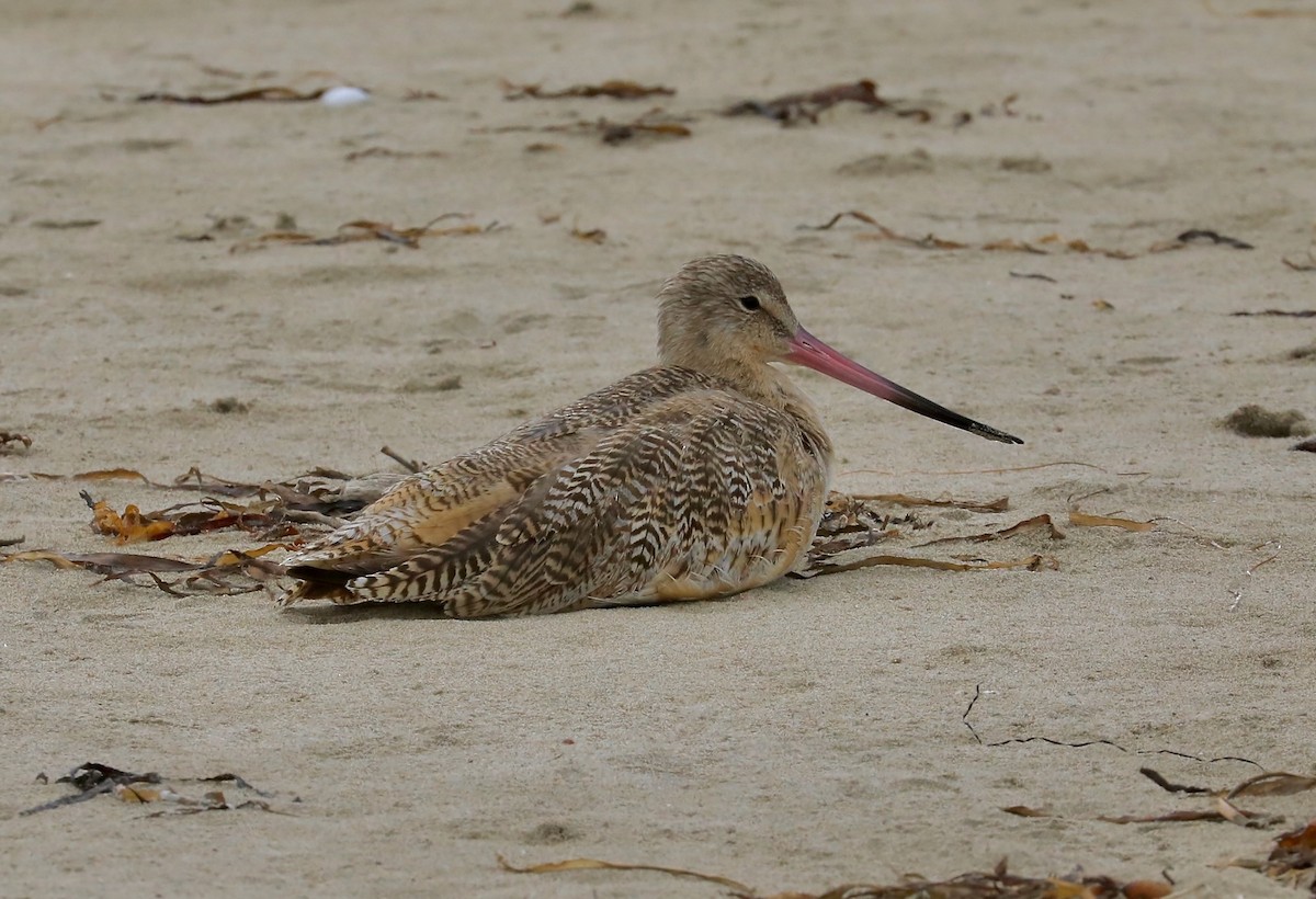 Marbled Godwit - ML638471167