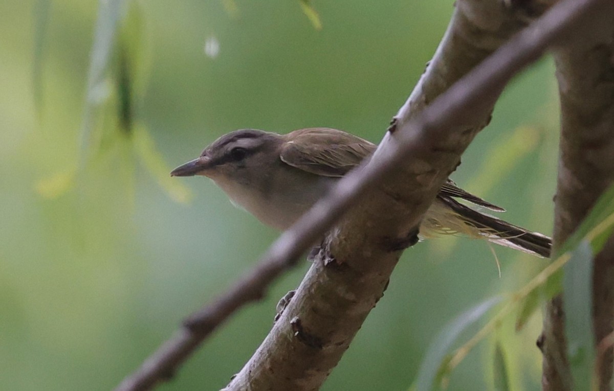 Red-eyed Vireo - ML638471197