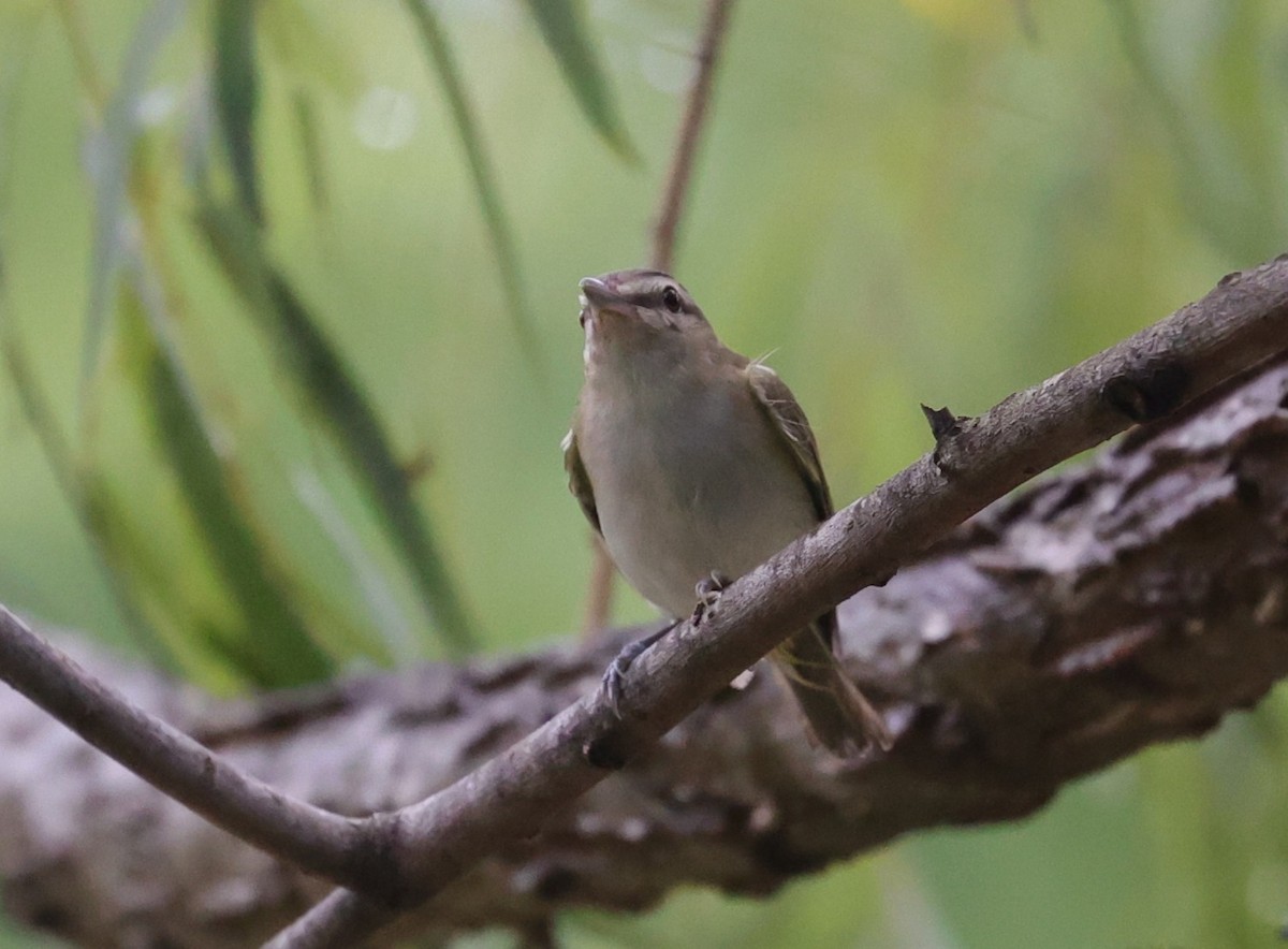 Red-eyed Vireo - ML638471198