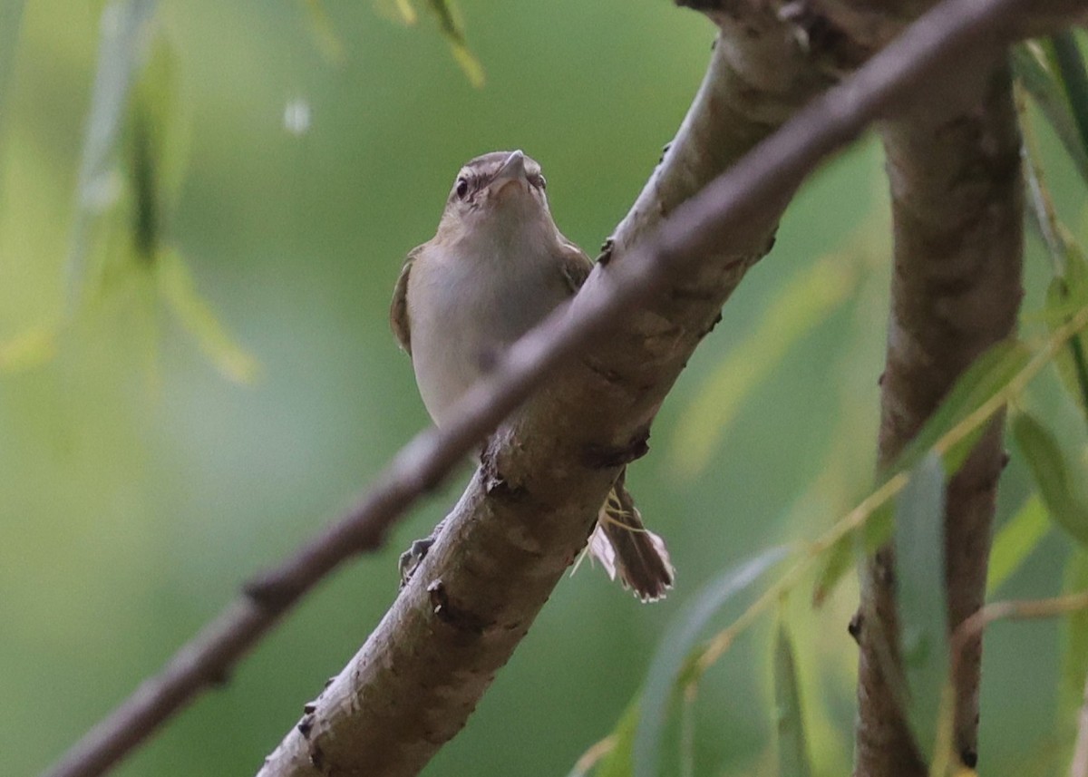 Red-eyed Vireo - ML638471199
