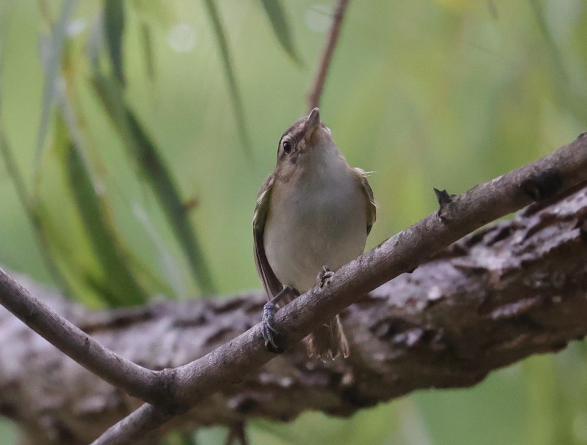 Red-eyed Vireo - ML638471200
