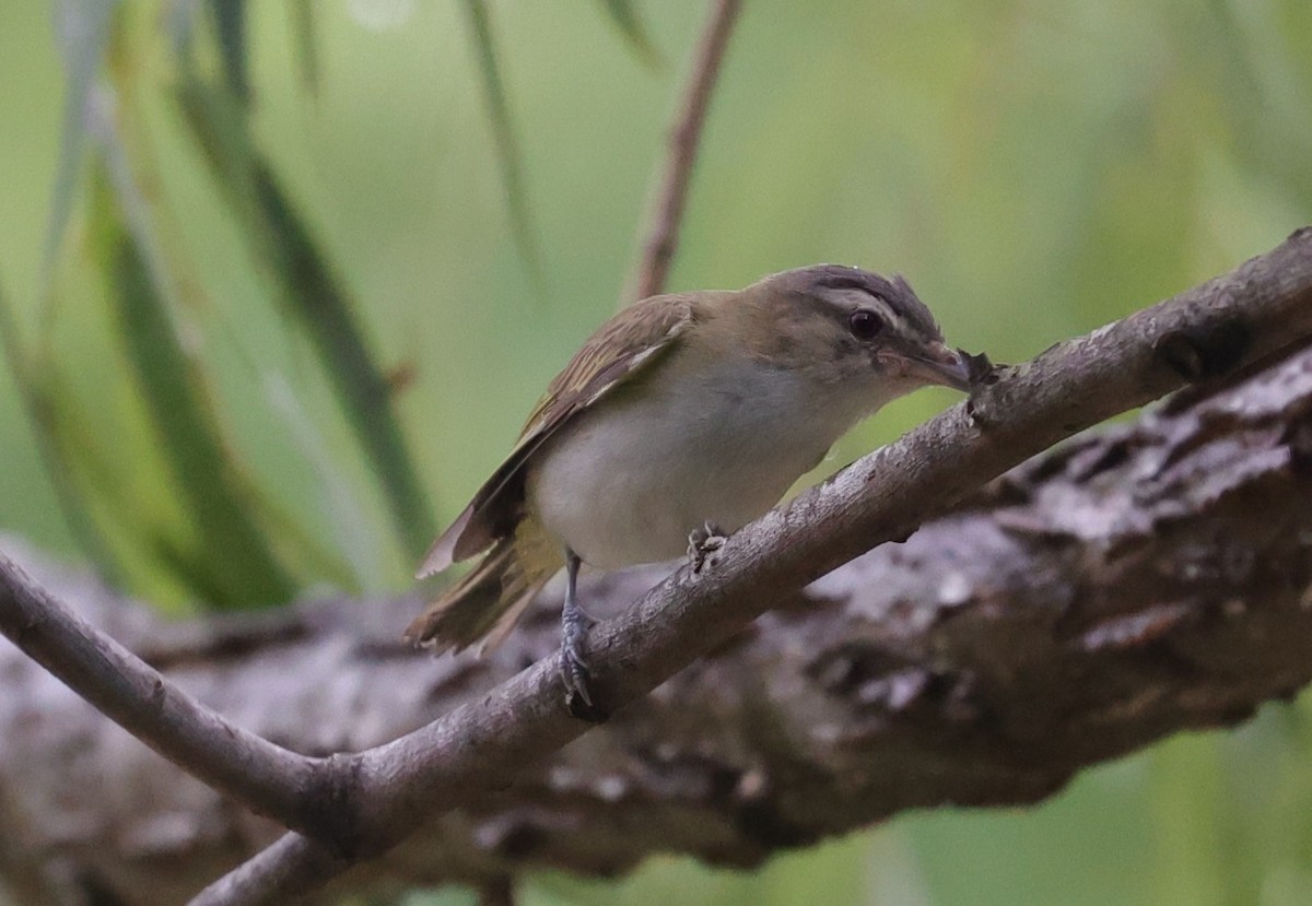 Red-eyed Vireo - ML638471201