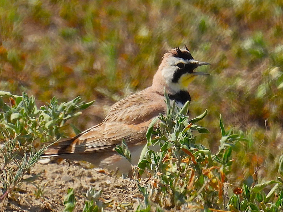 Horned Lark - ML638471202