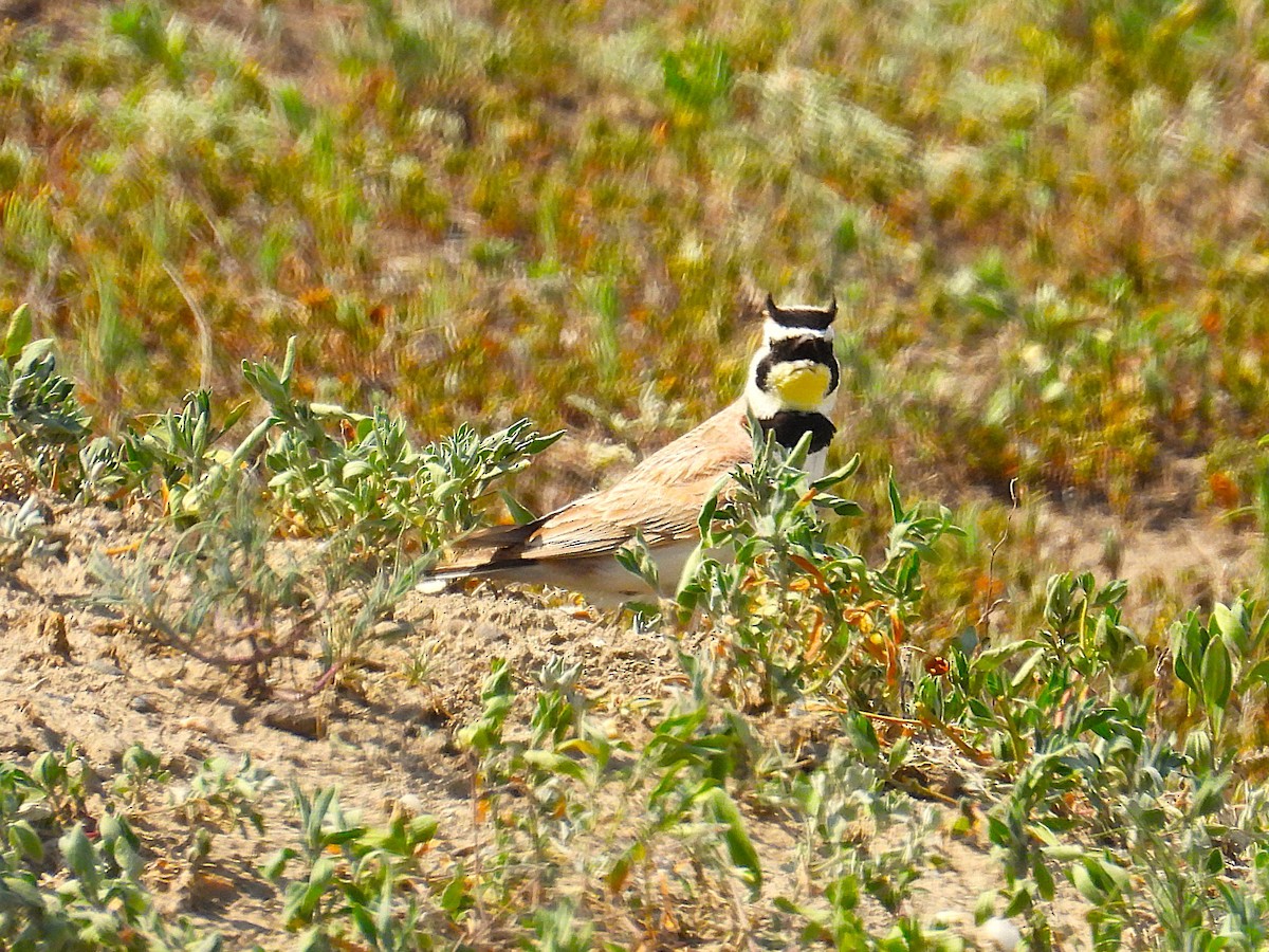 Horned Lark - ML638471203