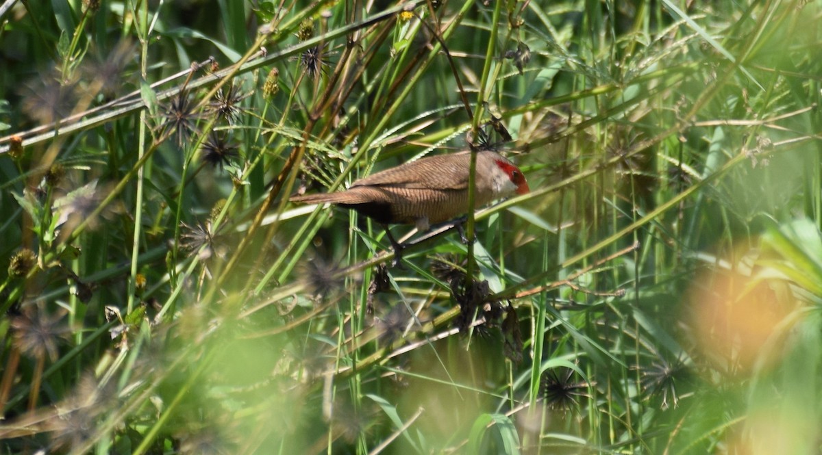 Common Waxbill - ML638471226