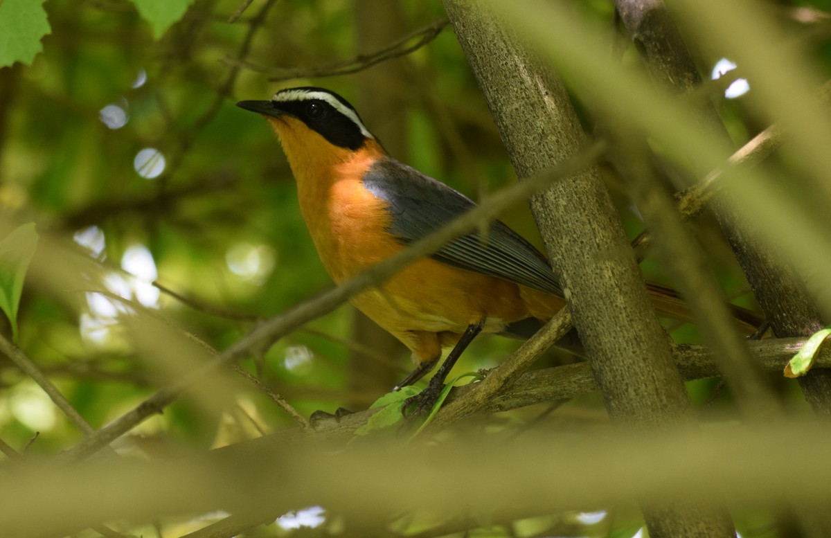 White-browed Robin-Chat - ML638471239