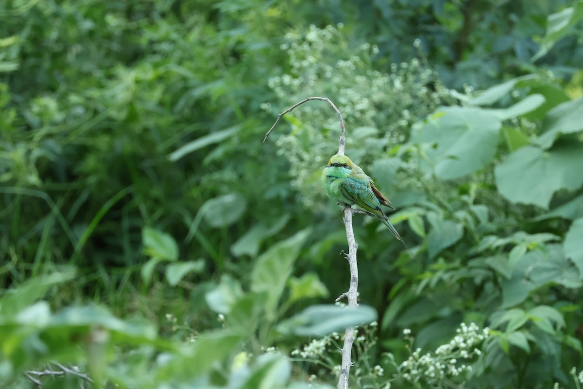 Asian Green Bee-eater - ML638471243