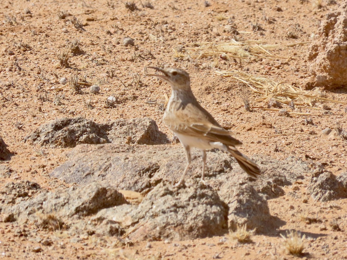Karoo Long-billed Lark (Benguela) - ML638471247