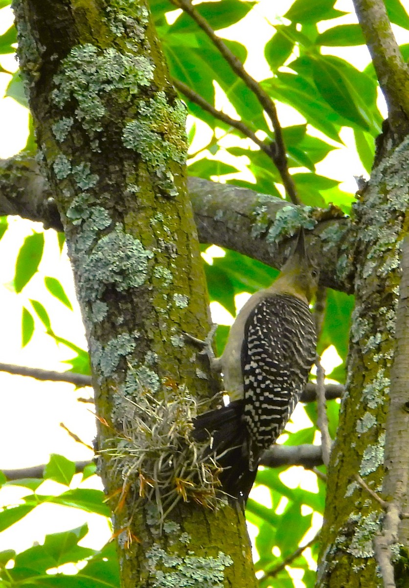 Golden-fronted Woodpecker - ML638471261