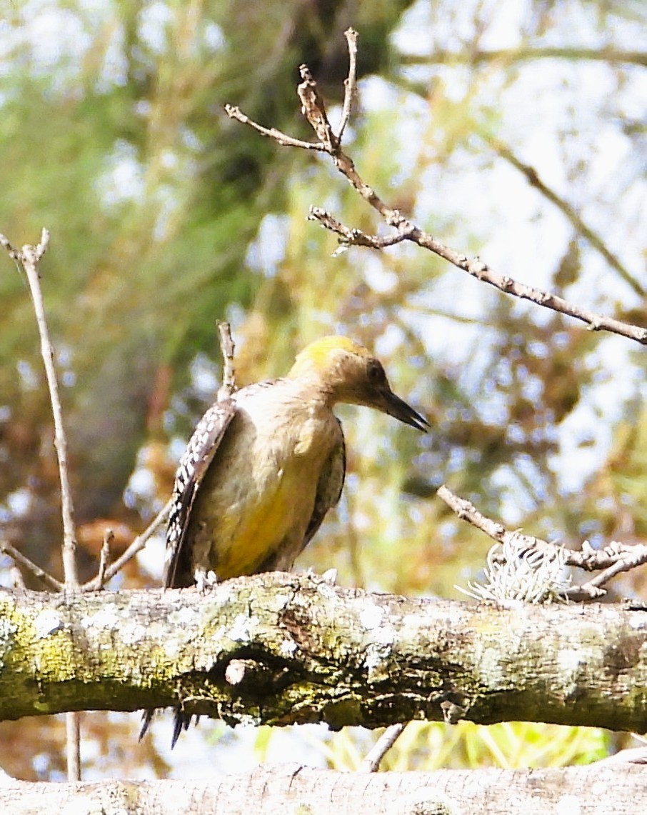 Golden-fronted Woodpecker - ML638471262