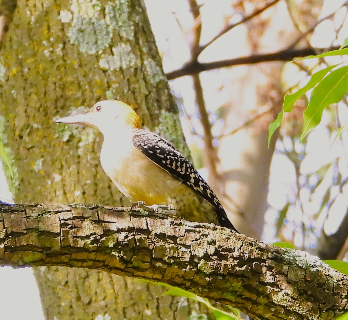 Golden-fronted Woodpecker - ML638471264