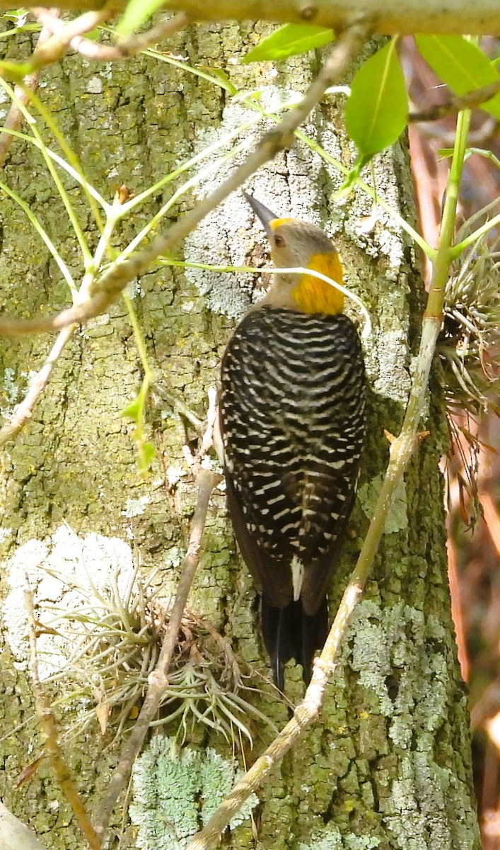 Golden-fronted Woodpecker - ML638471265
