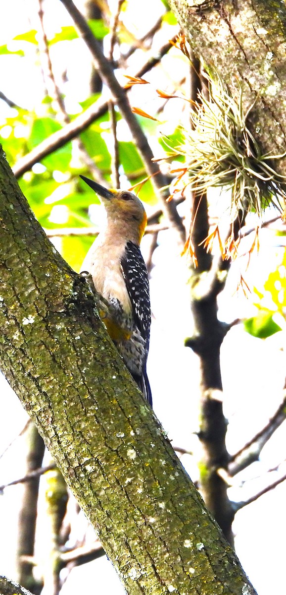 Golden-fronted Woodpecker - ML638471266