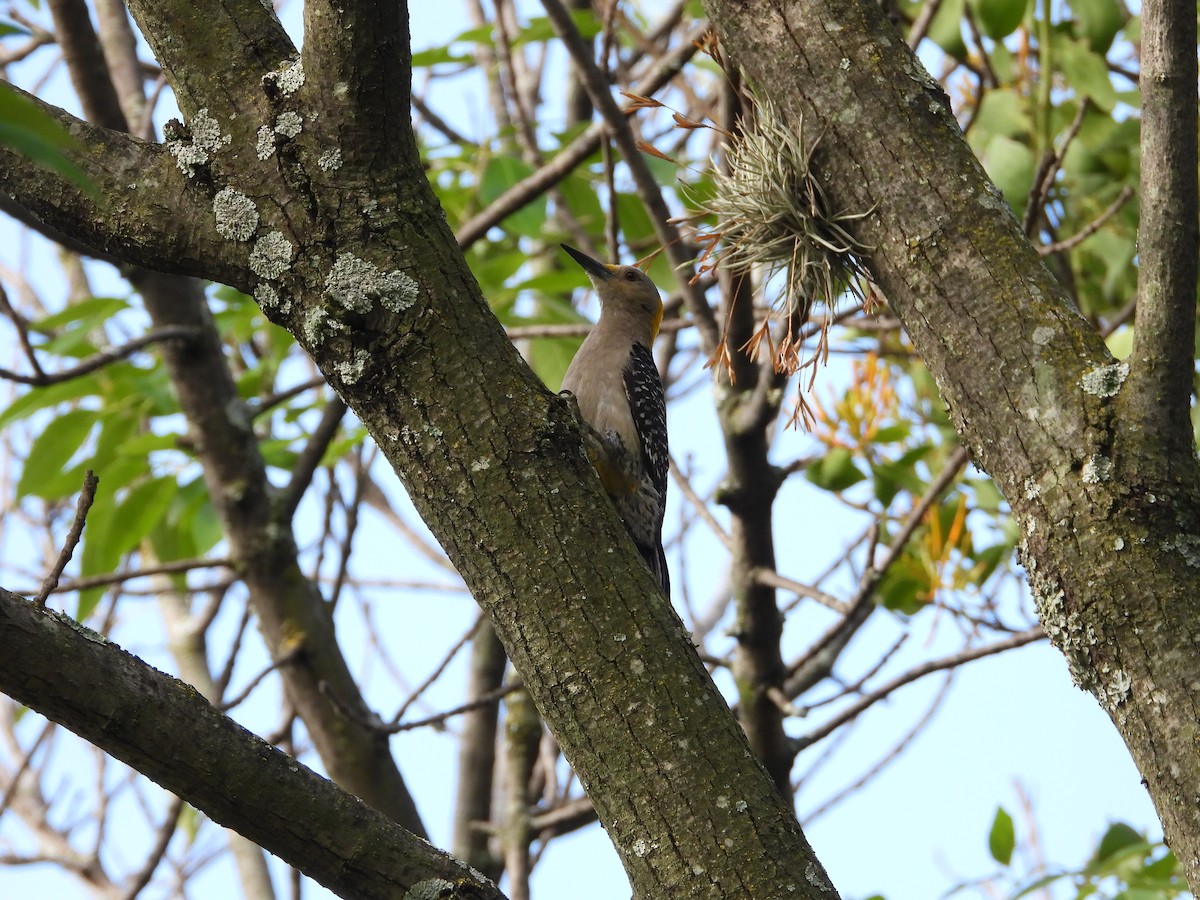 Golden-fronted Woodpecker - ML638471267