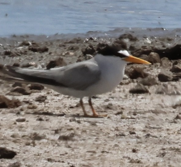 Least Tern - ML638471278