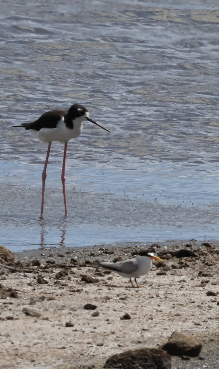 Least Tern - ML638471279