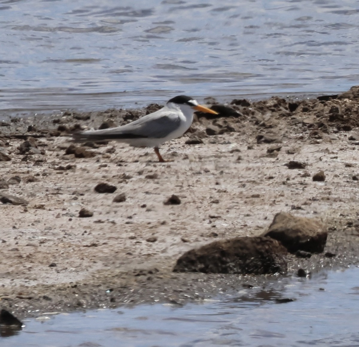 Least Tern - ML638471280